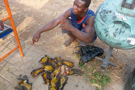 Batmeat for sale, Ghana - Photo: Alexandra Mannerings