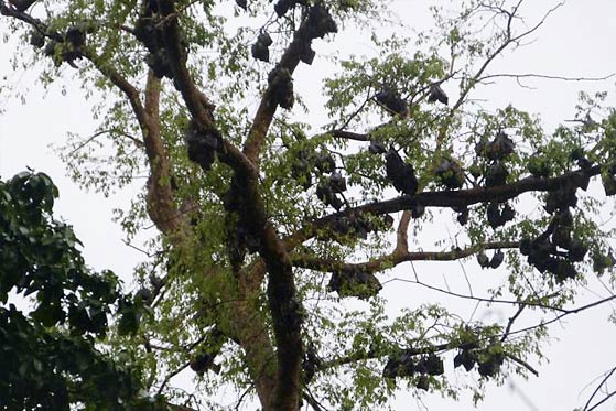 Bats in Tano Sacred Grove, Ghana - Photo: Gianni Lo Iacono
