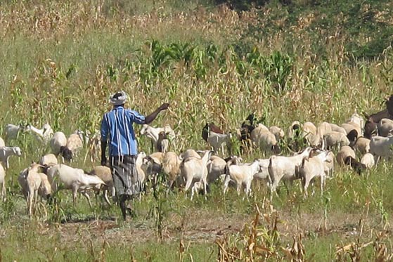 Herding in Kenya - Photo: Bernard Bett